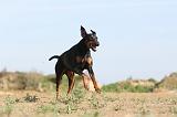 DOBERMANN 641